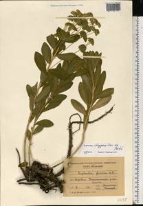 Euphorbia stepposa Zoz ex Prokh., Eastern Europe, Moldova (E13a) (Moldova)