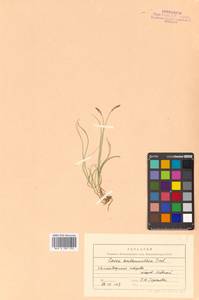 Carex anthoxanthea J.Presl & C.Presl, Siberia, Chukotka & Kamchatka (S7) (Russia)