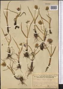 Allium atrosanguineum var. fedschenkoanum (Regel) G.H.Zhu & Turland, Middle Asia, Northern & Central Tian Shan (M4) (Kazakhstan)