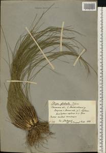 Stipa dasyphylla (Lindem.) Czern. ex Trautv., Eastern Europe, Central region (E4) (Russia)