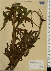 Sonchus palustris L., Eastern Europe, North-Western region (E2) (Russia)