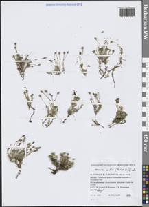 Cherleria arctica (Steven ex Ser.) A.J.Moore & Dillenb., Siberia, Western Siberia (S1) (Russia)