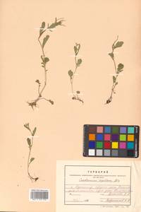 Cardamine scutata Thunb., Siberia, Russian Far East (S6) (Russia)