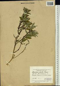 Lonicera caerulea subsp. caerulea, Siberia, Yakutia (S5) (Russia)
