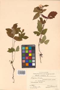 Rubus arcticus L., Siberia, Russian Far East (S6) (Russia)