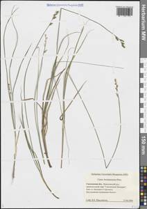 Carex brunnescens (Pers.) Poir., Eastern Europe, Western region (E3) (Russia)