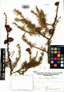 Larix sibirica Ledeb., Siberia, Baikal & Transbaikal region (S4) (Russia)