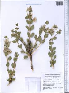 Moluccella olgae (Regel) Ryding, Middle Asia, Western Tian Shan & Karatau (M3) (Kyrgyzstan)