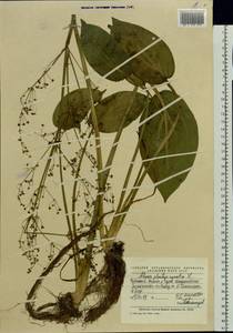 Alisma plantago-aquatica L., Eastern Europe, Middle Volga region (E8) (Russia)