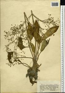 Alisma lanceolatum With., Middle Asia, Muyunkumy, Balkhash & Betpak-Dala (M9) (Kazakhstan)