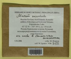 Mnium orientale R.E. Wyatt, Odrzyk. & T.J. Kop., Bryophytes, Bryophytes - Russian Far East (excl. Chukotka & Kamchatka) (B20) (Russia)