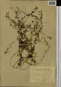 Vaccinium oxycoccos L., Siberia, Altai & Sayany Mountains (S2) (Russia)