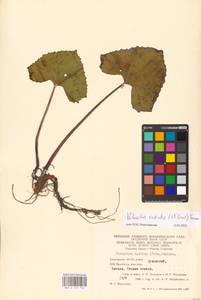 Petasites radiatus (J. F. Gmel.) J. Toman, Eastern Europe, Eastern region (E10) (Russia)