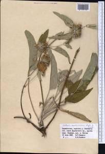Phlomis fruticetorum Gontsch., Middle Asia, Pamir & Pamiro-Alai (M2) (Tajikistan)