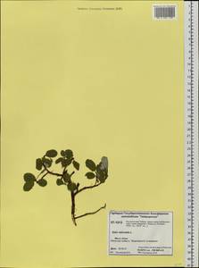 Salix reticulata L., Siberia, Central Siberia (S3) (Russia)