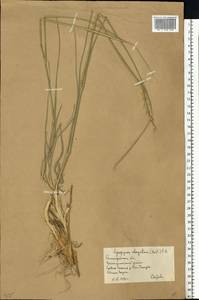 Thinopyrum elongatum (Host) D.R.Dewey, Eastern Europe, Lower Volga region (E9) (Russia)