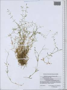 Stellaria longipes subsp. longipes, Eastern Europe, Northern region (E1) (Russia)