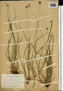 Carex norvegica Retz. , nom. cons., Eastern Europe, Eastern region (E10) (Russia)