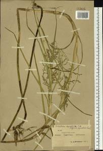 Glyceria maxima (Hartm.) Holmb., Siberia, Yakutia (S5) (Russia)