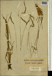 Heteropogon contortus (L.) P.Beauv. ex Roem. & Schult., Africa (AFR) (South Africa)