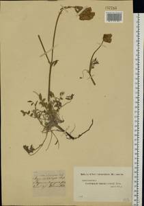 Hedysarum gmelinii Ledeb., Eastern Europe, Middle Volga region (E8) (Russia)