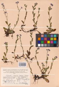 MHA 0 153 165, Myosotis decumbens subsp. decumbens, Eastern Europe, Northern region (E1) (Russia)