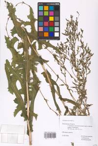 Lactuca serriola L., Eastern Europe, Central region (E4) (Russia)