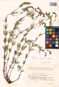 MHA 0 160 245, Veronica austriaca subsp. jacquinii (Baumg.) Watzl, Eastern Europe, Lower Volga region (E9) (Russia)