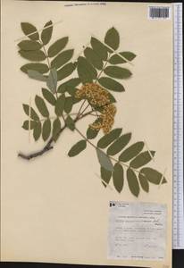 Sorbus decora (Sarg.) C. K. Schneid., America (AMER) (Canada)