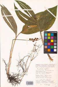 Convallaria majalis L., Eastern Europe, Lower Volga region (E9) (Russia)