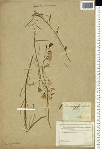 Campanula rotundifolia L., Eastern Europe, Lithuania (E2a) (Lithuania)