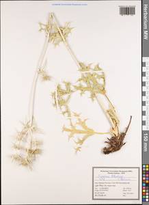 Eryngium billardierei, South Asia, South Asia (Asia outside ex-Soviet states and Mongolia) (ASIA) (Iran)