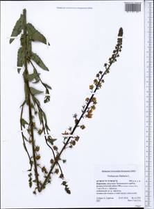 Verbascum blattaria L., Middle Asia, Western Tian Shan & Karatau (M3) (Kyrgyzstan)