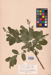 Cotinus coggygria Scop., Eastern Europe, Lower Volga region (E9) (Russia)