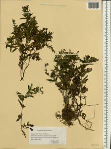 Scutellaria galericulata L., Eastern Europe, Moscow region (E4a) (Russia)