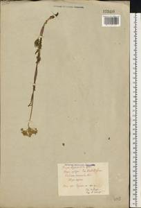 Kadenia dubia (Schkuhr) Lavrova & V.N.Tikhom., Eastern Europe, Central region (E4) (Russia)