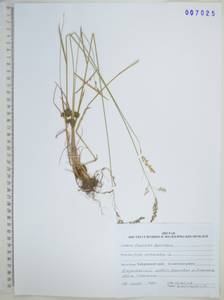 Poa nemoralis L., Siberia, Russian Far East (S6) (Russia)
