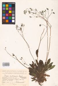 Crepis multicaulis Ledeb., Eastern Europe, Northern region (E1) (Russia)