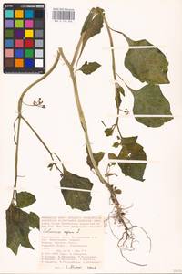 MHA 0 158 666, Solanum nigrum L., Eastern Europe, Lower Volga region (E9) (Russia)