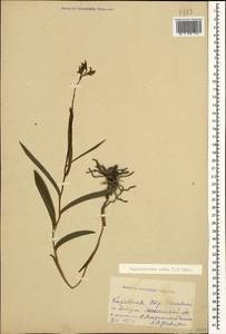 Cephalanthera rubra (L.) Rich., Caucasus, Georgia (K4) (Georgia)