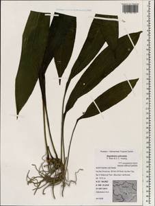 Aspidistra subrotata Y.Wan & C.C.Huang, South Asia, South Asia (Asia outside ex-Soviet states and Mongolia) (ASIA) (Vietnam)