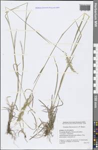 Trisetum flavescens (L.) P.Beauv., Eastern Europe, Central region (E4) (Russia)