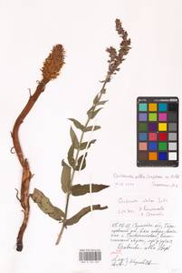 Orobanche alba Steph. ex Willd., Eastern Europe, Lower Volga region (E9) (Russia)