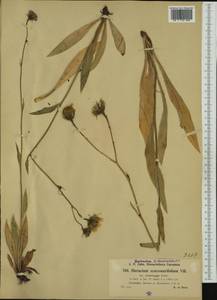 Hieracium chondrillifolium subsp. jaborneggii (Pacher) Zahn, Western Europe (EUR) (Austria)