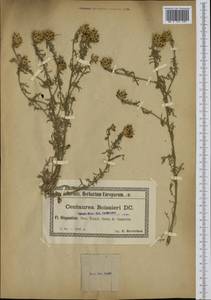 Centaurea boissieri DC., Western Europe (EUR) (Spain)