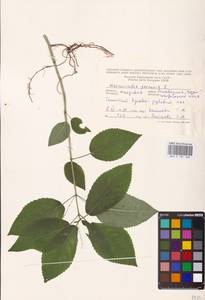 Mercurialis perennis L., Eastern Europe, Moldova (E13a) (Moldova)