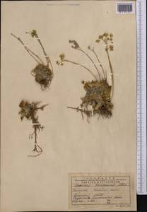Rosularia alpestris (Kar. & Kir.) Boriss., Middle Asia, Northern & Central Tian Shan (M4) (Kazakhstan)