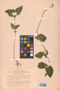 MHA 0 154 247, Galeopsis bifida Boenn., Eastern Europe, North-Western region (E2) (Russia)