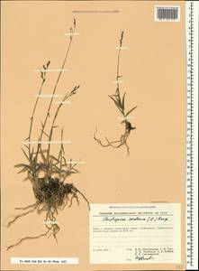 Cleistogenes serotina (L.) Keng, Crimea (KRYM) (Russia)