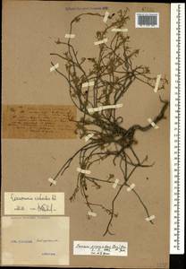 Fumana procumbens (Dunal) Gren. & Godr., Caucasus, Black Sea Shore (from Novorossiysk to Adler) (K3) (Russia)